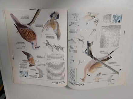 Photo of free Bird book (Woolton L25) #3