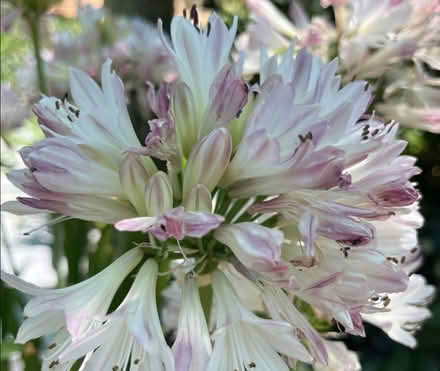 Photo of Pink Agapanthus (Loughborough LE11) #1