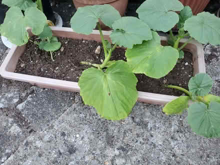 Photo of free Pumpkin Seedlings (3) (Coldean BN1) #1