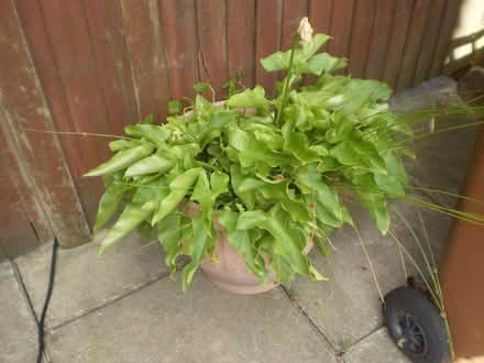 Photo of free Cala Lily in Tub (Oxton CH43) #2