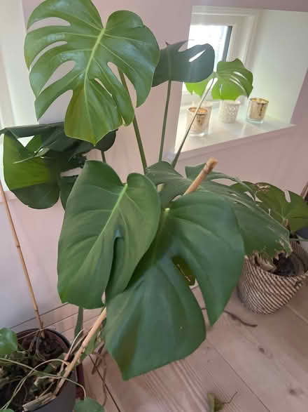 Photo of free Monstera plant (Primrose Hill) #2