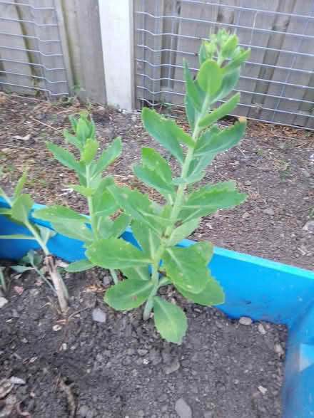 Photo of free Small ice plant (Killamarsh S21) #1