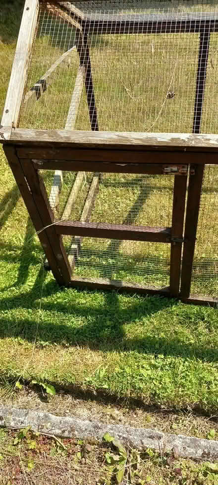 Photo of free chicken run (Builth Wells) #2