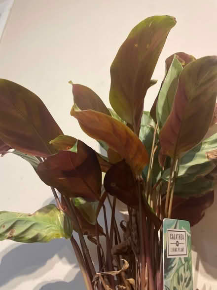 Photo of free Calithea plant (OX44 nuneham) #2