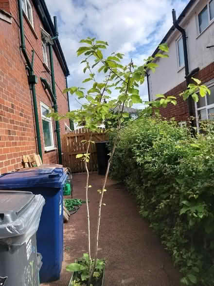 Photo of free Various trees/ shrubs/ hedge plants (Penwortham PR1) #3