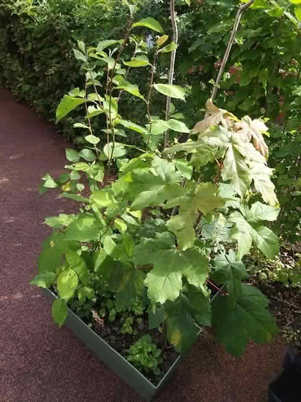Photo of free Various trees/ shrubs/ hedge plants (Penwortham PR1) #1