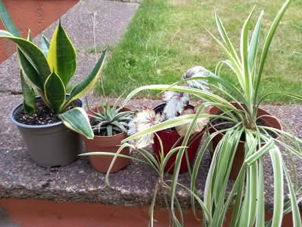 Photo of free Houseplants (Low Fell NE9) #1