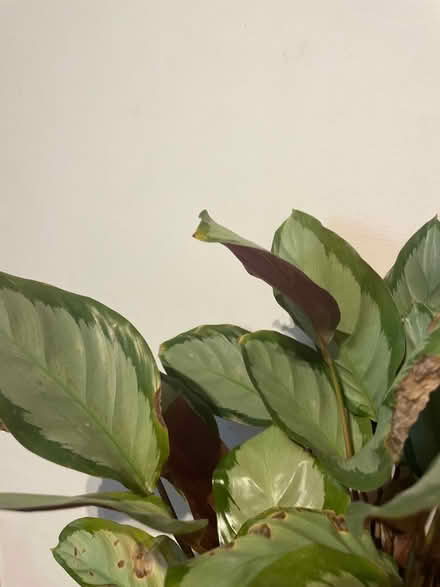 Photo of free Calithea plant (OX44 nuneham) #3