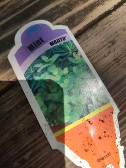 Photo of free Mojito mint plant (Odenton) #1