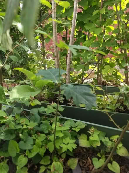 Photo of free Various trees/ shrubs/ hedge plants (Penwortham PR1) #2
