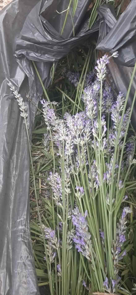 Photo of free Lavender Bush trimmings (Snodland) #1