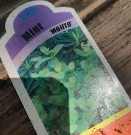 Photo of free Mojito mint (Odenton) #1
