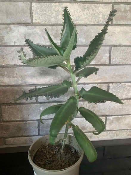 Photo of free Plant (Tilehurst RG30) #1