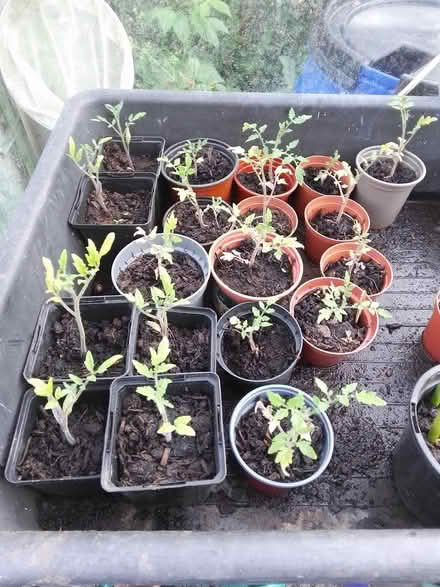 Photo of free 4 x tomato plants (Killamarsh S21) #1
