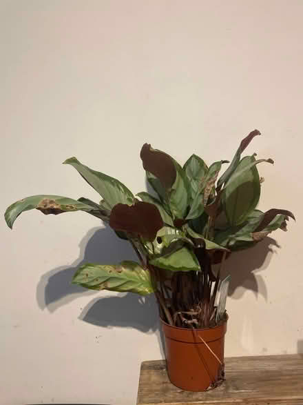 Photo of free Calithea plant (OX44 nuneham) #1