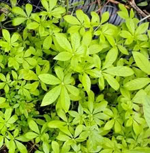 Photo of free Cleome plants (20876) #1