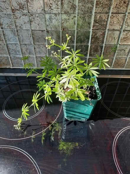 Photo of free Small woodland plant Woodruff (Morden SM4) #2