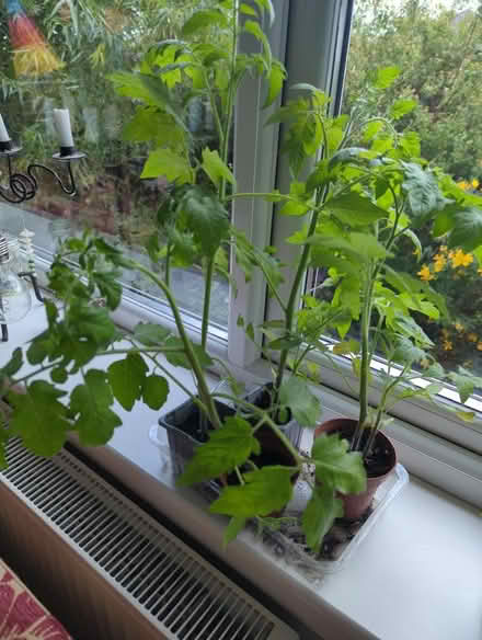 Photo of free Tomato plants (Craiglockhart EH14) #1