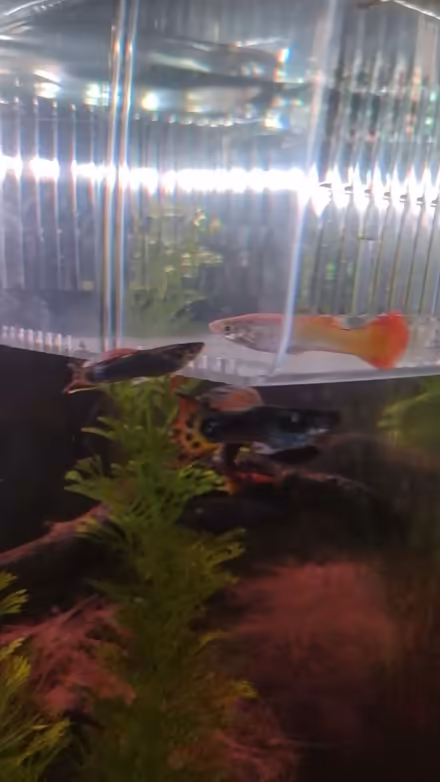 Photo of free Male Guppy Fish (Leicester LE5) #1