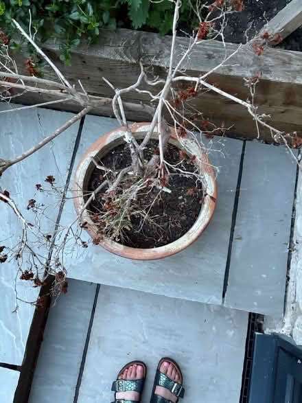 Photo of free Flower pot (Sutton poyntz DT3) #3