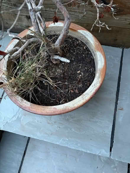 Photo of free Flower pot (Sutton poyntz DT3) #2