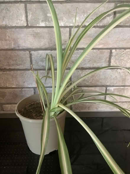 Photo of free Spider plant (Tilehurst RG30) #1