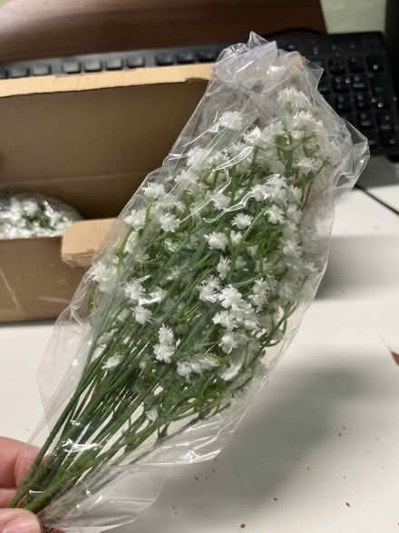 Photo of free baby's breath flower stems (Near the old Sherman Hospital) #1