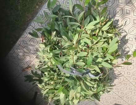 Photo of free Thin branches with leaves Hügelkultur (Huntington CH3) #1