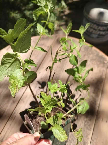 Photo of free Mojito mint plant (Odenton) #2