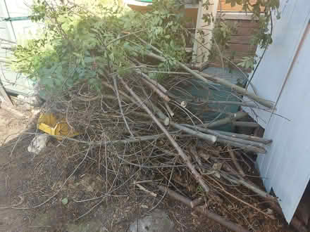 Photo of free Tree Wood for burning (Guide Bridge OL7) #1