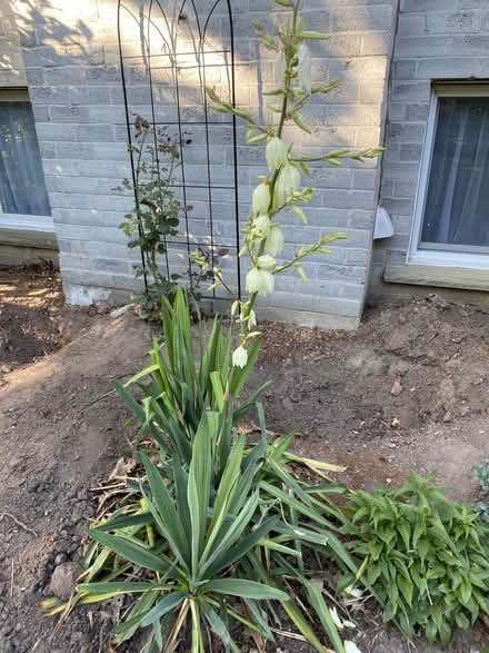 Photo of free Yucca Plant (East Waterloo) #1