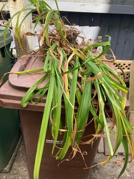 Photo of free Lilies (Stanford-Le-Hope SS17) #1