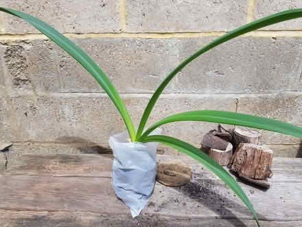 Photo of free Amaryllis (Blacklands TN34) #1