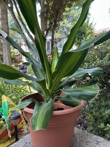 Photo of free some green plant #2