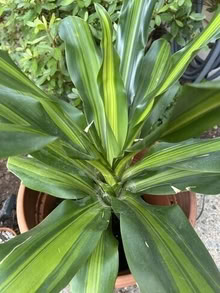 Photo of free some green plant #1