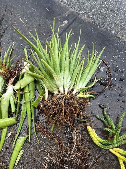 Photo of free Aloe and draping cactus (22055 hwy 19N Clearwater) #1