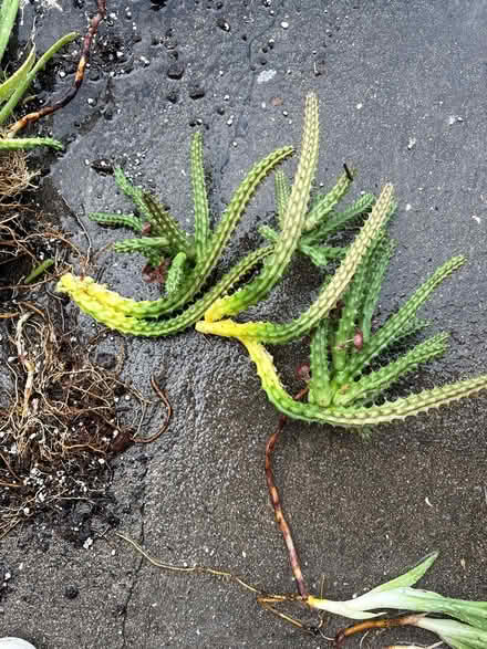 Photo of free Aloe and draping cactus (22055 hwy 19N Clearwater) #3