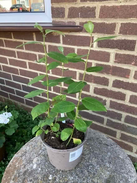 Photo of free Philadelphus (Bernards Heath AL3) #1