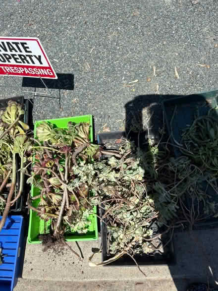 Photo of free Succulent & geranium cuttings (Pleasant Hill) #2