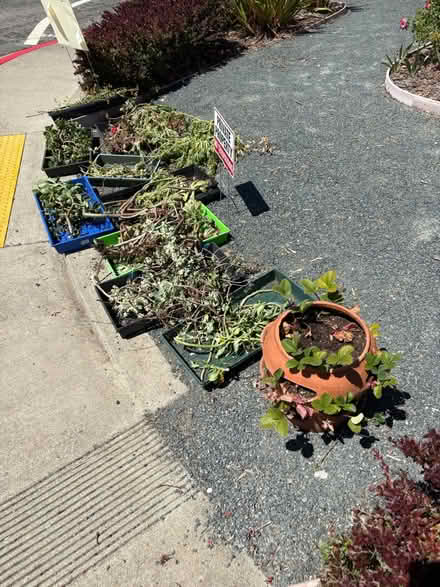 Photo of free Succulent & geranium cuttings (Pleasant Hill) #1