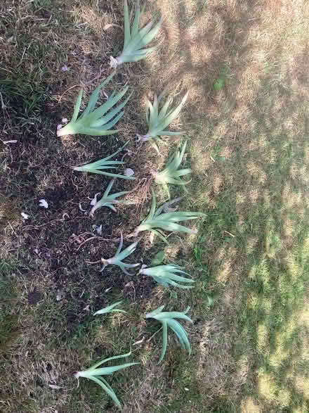 Photo of free Bare root baby aloe plants (Loughton IG10) #1