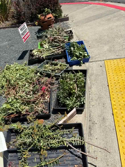 Photo of free Succulent & geranium cuttings (Pleasant Hill) #3