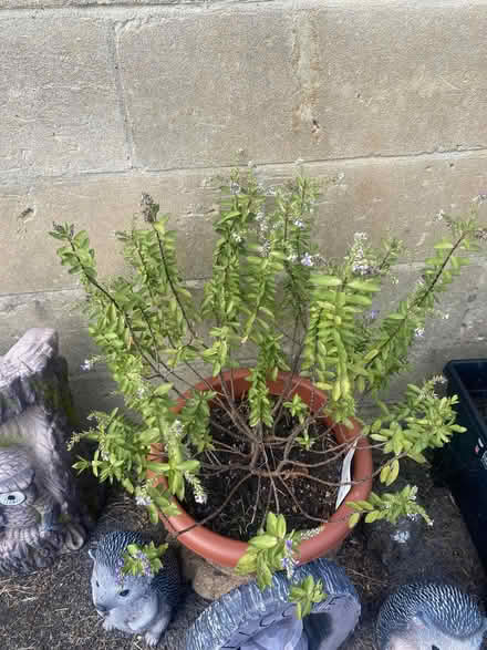 Photo of free Hebe shrub (Southdown) #1