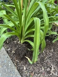 Photo of free daylilies orange #1