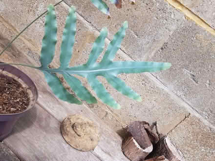 Photo of free Fern (Blacklands TN34) #2