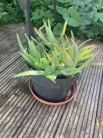 Photo of free Bare root baby aloe plants (Loughton IG10) #3