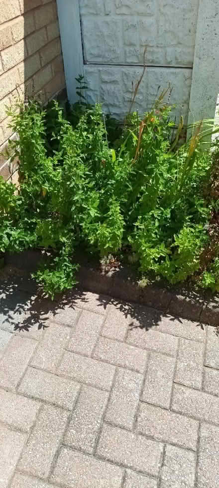 Photo of free Fresh mint (S20 Waterthorpe) #1
