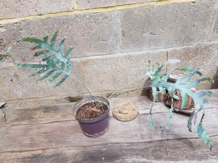 Photo of free Fern (Blacklands TN34) #1