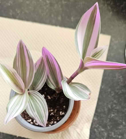 Photo of free 2 Houseplants - Small But Growing Fast! (CT10) #2