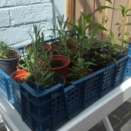 Photo of free Rooted plant cuttings - various (Norton juxta Twycross CV9) #1